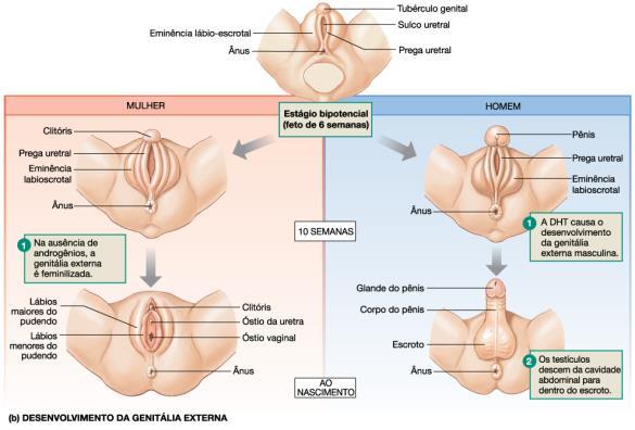 dapróstata CROMOSSOMOS XX Desenvolvimentode ovários (córtexgonadal) Desenvolvimento do trato genital feminino (ductos