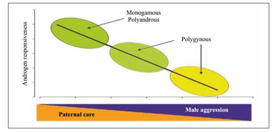Então, enquanto o nível B segue a sequência: sazonalidade secreção hormonal comportamento/morfologia/fisiologia reprodutivos, o nível C segue a sequência: comportamento reprodutivo secreção hormonal.