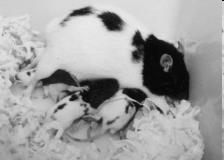 Sucção do mamilo pelo filhote: estimula a secreção de ocitocina (hipotálamo/neuro-hipófise) e prolactina (adeno-hipófise) Prolactina: estimula a produçãodo leite pelos alvéolos Ocitocina: promovea