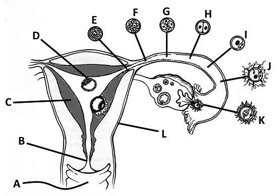 5. O esquema ao lado mostra os acontecimentos do início do desenvolvimento do embrião humano. 5.1.