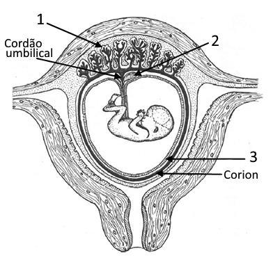 . a) Blastocisto e Mórula b) Blastocisto e Corion c) Mórula e Blastocisto d) Zigoto e Blastocisto 5.3. Após a nidação o embrião lança no sangue a hormona que.