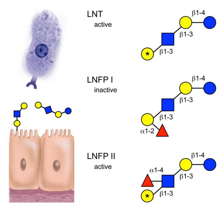 Efeitos antiadesivos Entamoeba histolytica HIV LNT ativo LNnT β 1-4 β 1-4 β 1-3 LNFP I inativo Lewis x β 1-4 α 1-3 LNFP II ativo