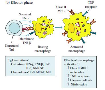 Hipersensibilidade Granulomatosa Ativação de macrófagos por IFN- não é suficiente para eliminar o micro-organismo