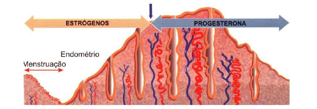 DISFUNCIONAL OVULATÓRIO FISIOPATOLOGIA origina-se predominantemente da dilatação vascular aumento desproporcional da PGE2 aumento da PGI 2 (vasodilatadora e previne agregação plaquetária) +