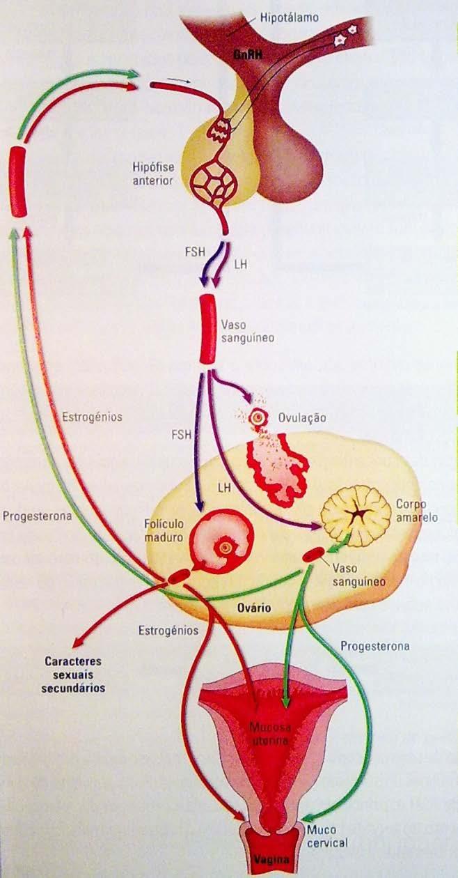 ANOVULATÓRIO -PERIMENARCA: imaturidade do eixo H-H-O - PERIMENOPAUSA: folículos ovarianos