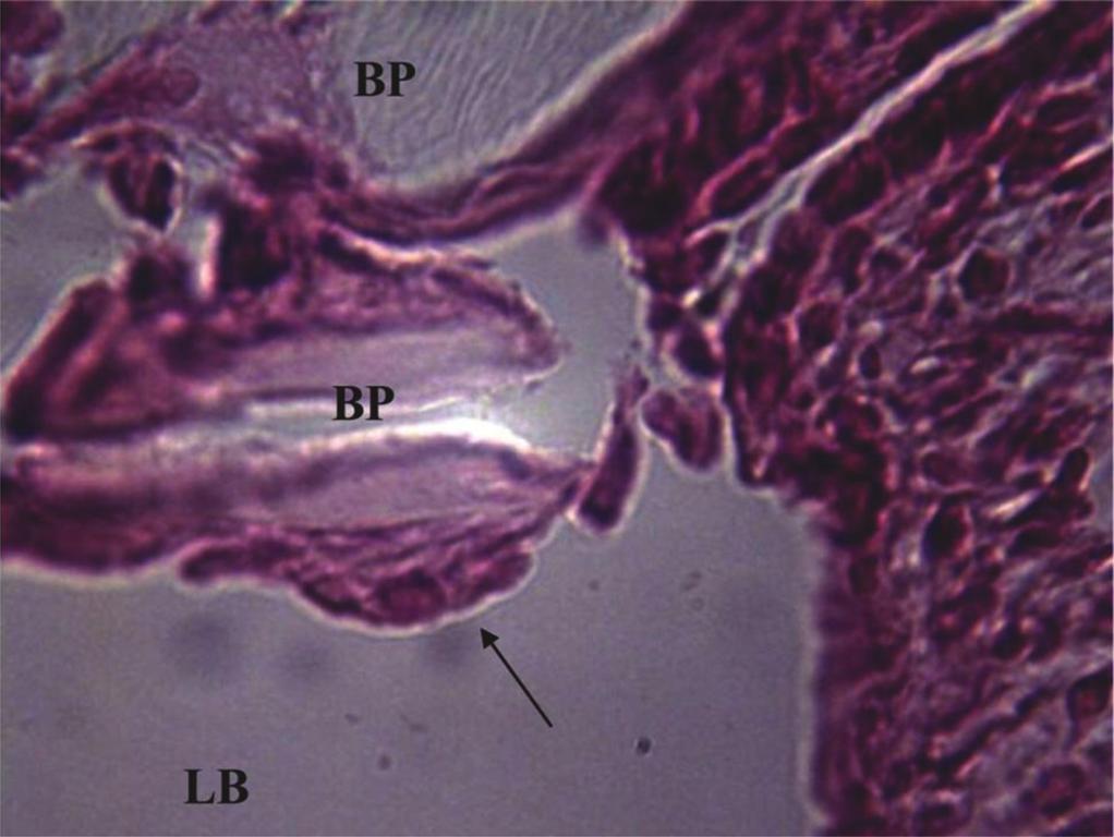 Figura 3. Grupo experimental com 12 semanas - Fotomicrografia da membrana do biopolímero da cana-de-açúcar na bula timpânica sem sinais de reação inflamatória.