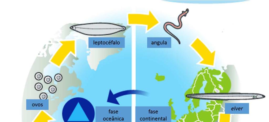 Figura 2 - Ciclo de vida de A. anguilla (adaptado de: Eel Stewardship Association, 2016) Dados apontam para que a época de desova de A.