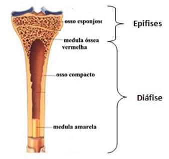 Tecido Ósseo