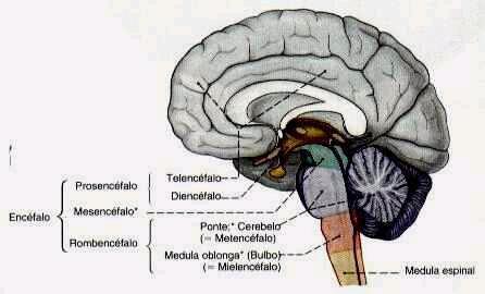 O Cérebro O Cérebro não sabe a diferença entre o que ele vê e o que está em suas lembranças.