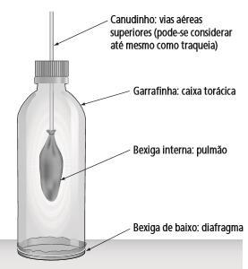 não compromete a resposta. Causa um pouco de confusão a ideia de pulmão, que é constituído pelos bronquíolos e alvéolos. b) Sim, pois as vias respiratórias têm uma ligação comum com a boca.