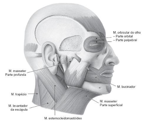 Esternocleidomastóideo: insere-se no manúbrio, na clavícula e no processo mastoide do osso temporal, participa na movimentação da cabeça com o pescoço Hióideos: