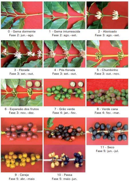 Fenologia do cafeeiro Figura 1.