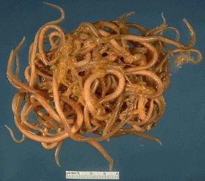 ASCARIDÍASE É causada pelo Ascaris lumbricoides, lombriga. Os vermes adultos medem entre 15 e 40 cm de comprimento e desenvolvem-se no intestino delgado do hospedeiro, onde macho e fêmea se acasalam.