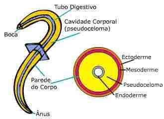 Nematódeos: características gerais p.