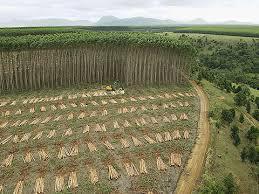 Florestal Ingressos