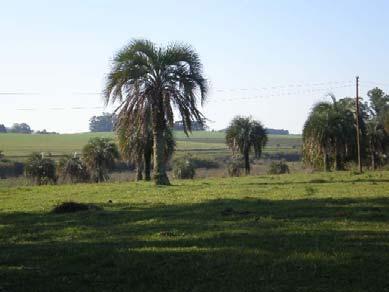 Município cuja paisagem natural apresenta elementos diversificados como a nascente de água, cascatas, área verde urbana Elso Pilau e principalmente