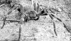 É encontrada em terrenos baldios, sob cascas de árvores, cachos de bananas e até dentro de casas em calçados. É muito agressiva, assumindo postura ameaçadora (daí seu nome).