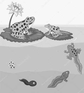 Os anfíbios são animais conhecidos principalmente por sua dependência do ambiente aquático, onde vivem parte de sua vida e realizam sua reprodução. 07.