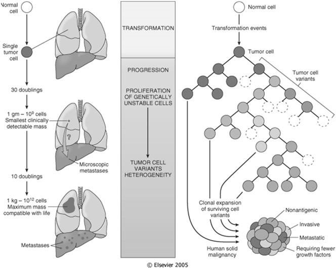 O painel à direita ilustra a evolução clonal dos tumores e a geração de heterogeneidade celular.