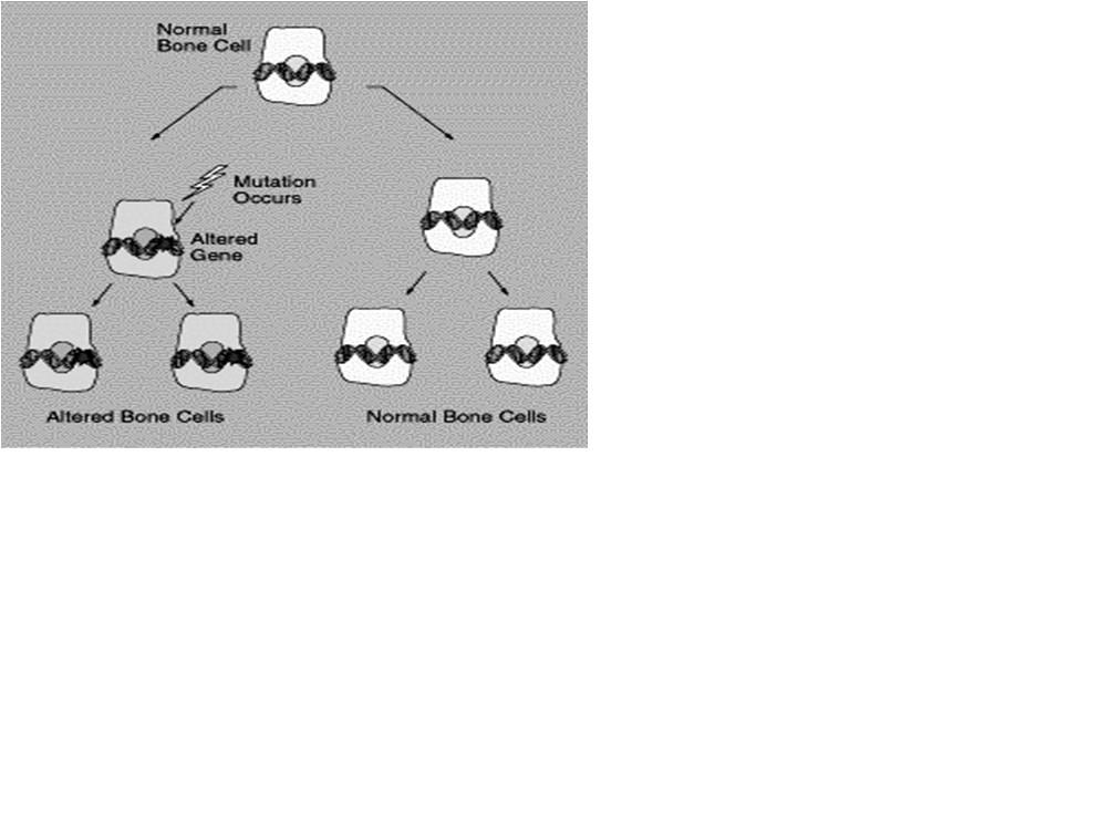 Célula normal Regulação do ciclo celular é feita por meio de uma série de interações entre ativadores e repressores do ciclo.