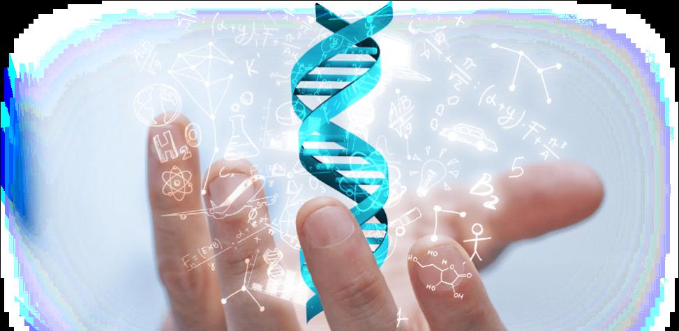 Tipagem Molecular Técnicas baseadas na Reação em Cadeia da Polimerase PCR PCR Convencional (qualitativa) É um procedimento rápido que possibilita a manipulação in vitro de fragmentos de DNA