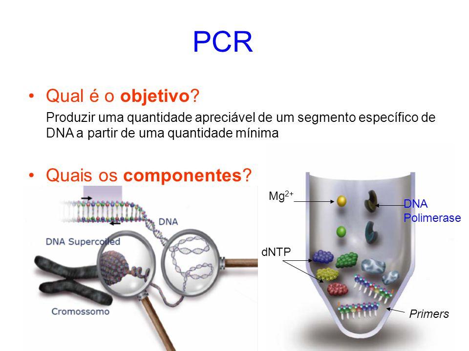 PCR Convencional (qualitativa) Tipagem Molecular (GARIBYAN et al, 2013; POWLEDGE, 2004) Reação é realizada em pequenos tubos que são colocados em um aparelho conhecido como termociclador 3 etapas: