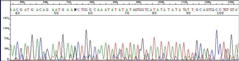 MLST Vantagem da técnica MLST é a possibilidade de comparar os dados dessas sequências entre laboratórios Para cada fragmento de