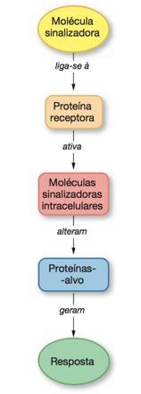 Moléculas sinalizadoras podem ter natureza: 1. Lipofílica 2. Lipofóbica Silverthorn, D U. Fisiologia Human, 5 ed. Artmed Proteínas receptoras (Receptores) da célula-alvo: 1.