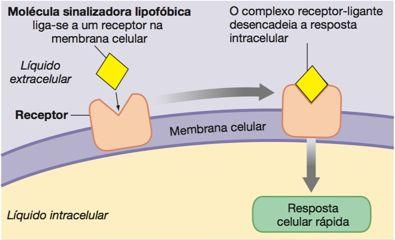 Ações dos receptores de membrana As moléculas sinalizadoras lipofóbicas (hidrossolúveis) são incapazes de de se difundirem através da
