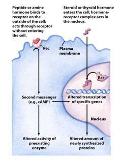 Ações dos receptores de membrana Receptores de membrana fazem a TRANSDUÇÃO DO SINAL.