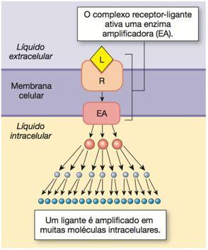 Ações dos receptores de membrana Na célula a AMPLIFICAÇÃO DO SINAL é vantajosa, uma vez que a interação de uma única molécula sinalizadora no LEC com seu receptor (transdutor) é capaz de gerar várias