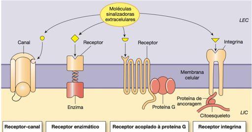 Classes Principais de receptores de membrana: 1.