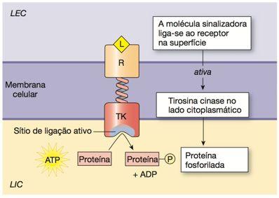 2. Receptores enzimáticos; Os receptores enzimáticos possuem 2 regiões: uma receptora externa e uma interna com atividade enzimática intrínseca ou associada a uma enzima.