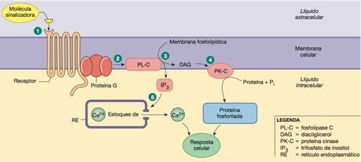Sistema prot G- fosfolipase C Modificado de