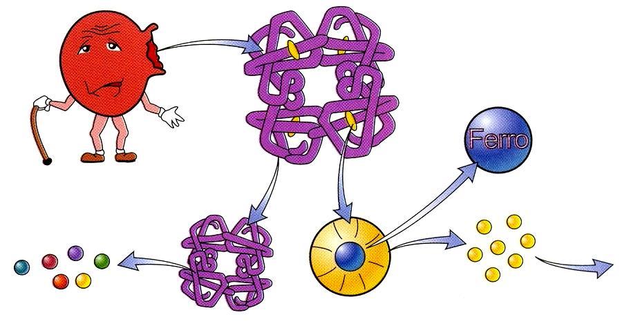 Hemácias (Eritrócitos ou Glóbulos Vermelhos): com hemoglobina para o transporte de O 2, anucleadas, 120