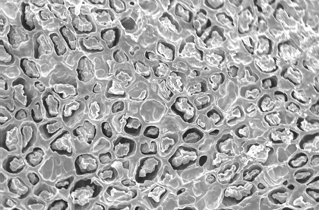 Figura 3 Microscopia eletrônica de varredura de grãos de café despolpados, secados em secadores com temperaturas de 50/40 C