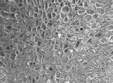 87 Figura 6 Microscopia eletrônica de varredura de grãos de café naturais, secados completamente em terreiro até atingir 11% (b.u.).