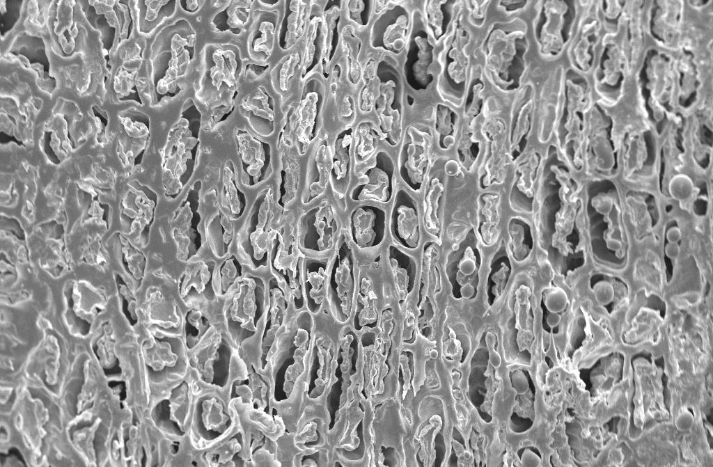 Figura 9 Microscopia eletrônica de varredura de grãos de café despolpados, secados em secadores com temperaturas