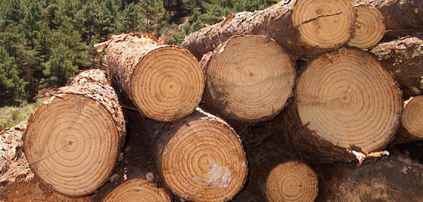 MERCADO INTERNO - ESTADO DE SÃO PAULO Produtos Florestais As coletas de preços de madeiras in natura e semiprocessadas para o Estado de São Paulo abrangem as regiões de Bauru, Campinas, Itapeva,
