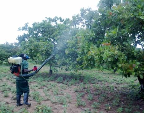 Fertilização de reforço para crescimento de mudas implementacao do MIC Plantio de cerca de 5 milhões de mudas /ano!