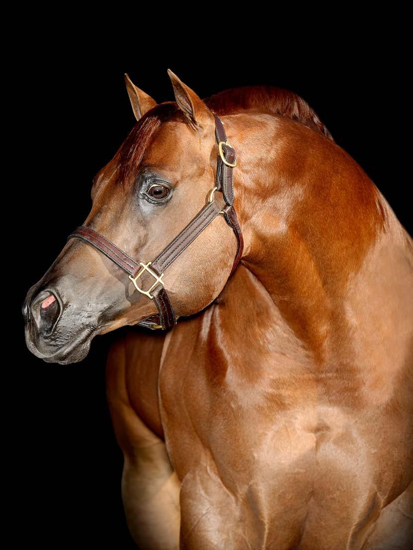 GARANHÃO COM MAIS TÍTULOS MUNDIAIS NA HISTÓRIA! 7 TIME AQHA WORLD CHAMPION. * AQHA WORLD CHAMPION YEARLING STALLION OPEN (Decisão Unânime) em 2006.