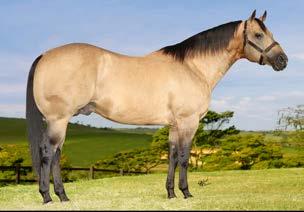 TWO JACK THE OLE SAN MAN SHEER SHEEN 340 pontos na AQHA AQHA Performance Champion. 7º lugar no Campeonato Mundial AQHA/03 em Laço Cabeça (Aberta Junior).