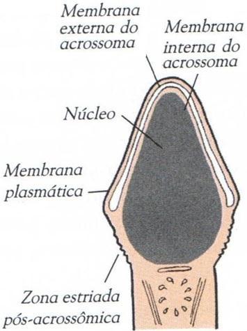 Reação acrossômica Acrossoma se liga a uma glicoproteína da zona pelúcida (ZP3) A membrana plasmática se torna mais