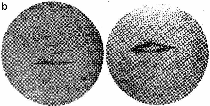 (l+1) manchas manchas momento magnético orbital observado O experimento original de Stern&Gerlach usou um feixe de átomos neutros de Ag, obtidos por evaporação em um forno.