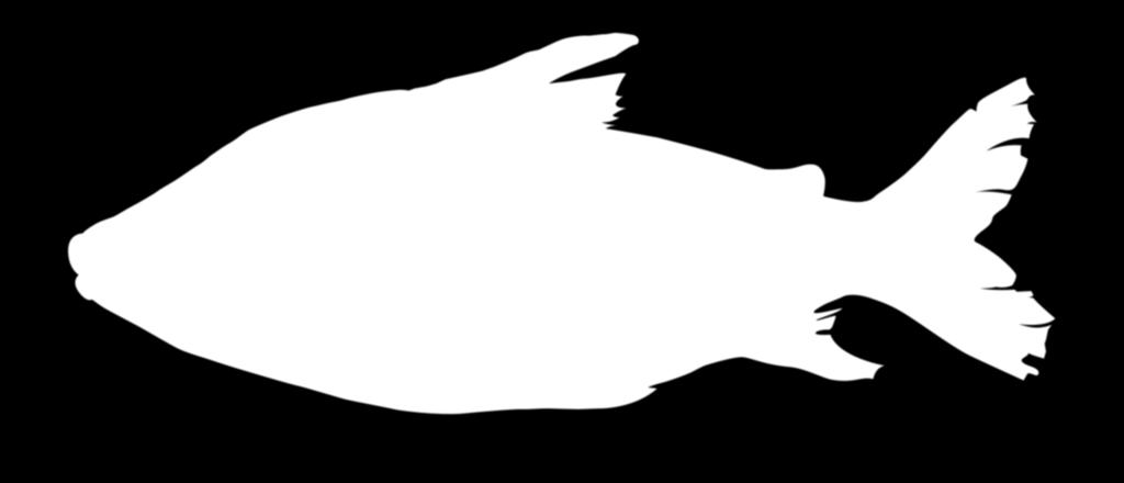 Os peixes de escama Jaraqui-escama -grossa Corpo alto, lembrando um losango Rios de água branca e preta, e em igarapés Detritívoro - gostam de matéria orgânica Para reprodução e alimentação.
