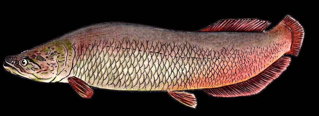 Os peixes de escama Pirarucu Seu corpo é roliço e durante o período de reprodução o macho fica mais avermelhado