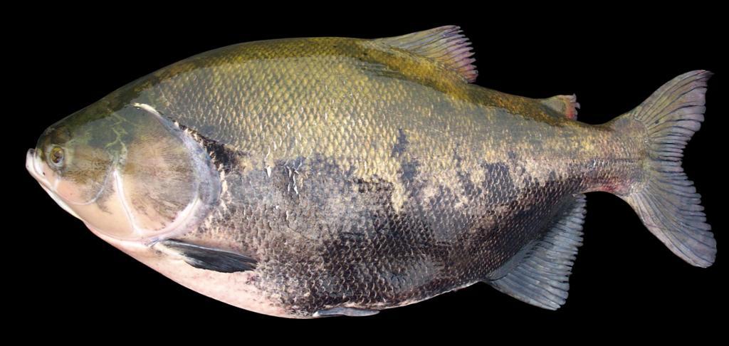 Os peixes de escama Tambaqui Corpo alto, romboidal (que lembra um losango),