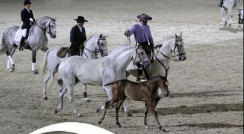 La Feira do Cavalo de Ponte de Lima ofrece un completo programa de cuatro días en torno al mundo del caballo Buscar