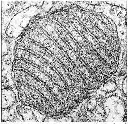 MITOCÔNDRIA A mitocôndria apresenta duas membranas, diferente da maioria das organelas. Cada uma destas membranas possui uma função específica e, portanto, são bem diferentes entre si.