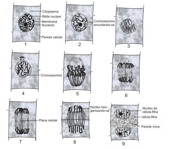 No desenho acima sobre a divisão celular do tipo Mitose, a fase que apresenta um número maior de etapas representadas é: a) Prófase. b) Metáfase. c) Anáfase. d) Telófase. 6.